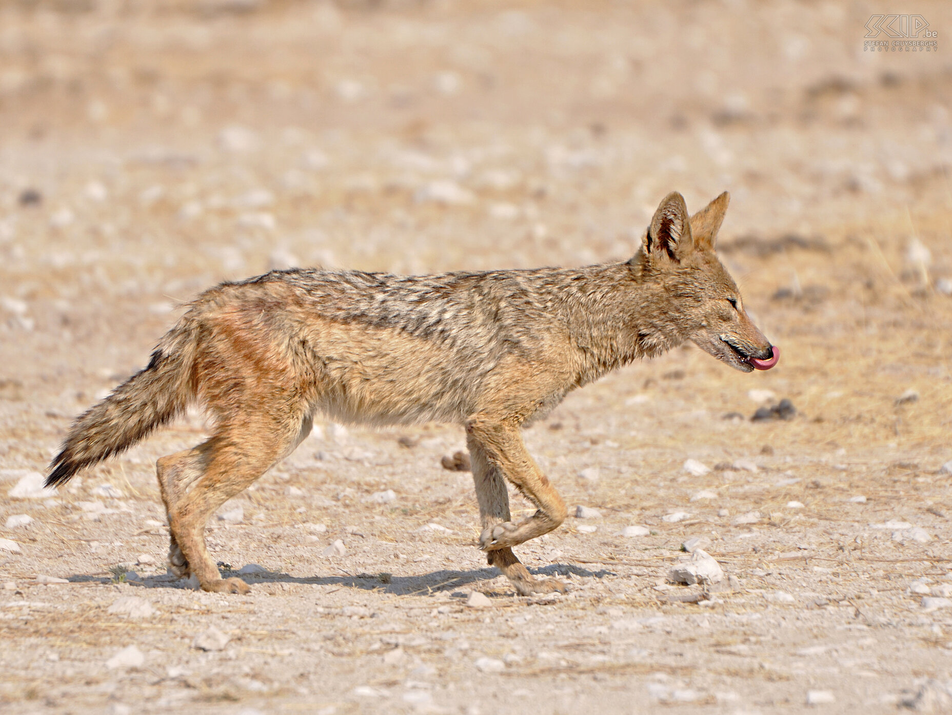 Etosha - Nebrownii - Jakhals  Stefan Cruysberghs